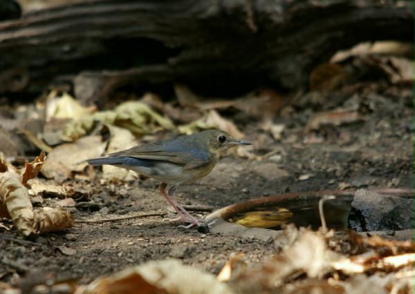 Siberian Blue Robin