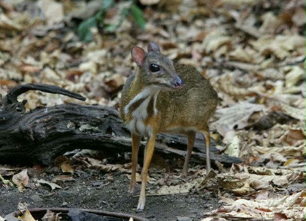 Lesser Oriental Chevrotain