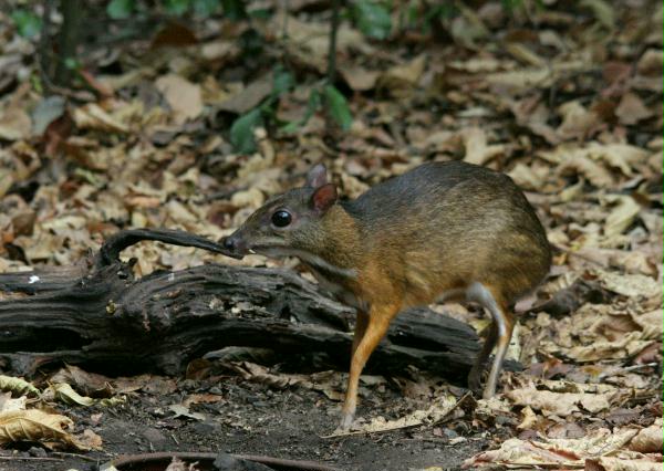 Lesser Oriental Chevrotain