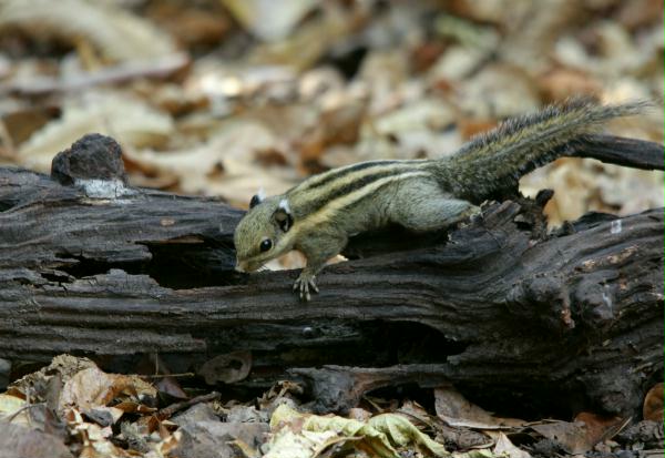 Burmese Striped Squirrel