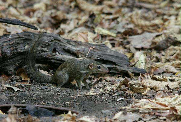 Shrew-faced Squirrel