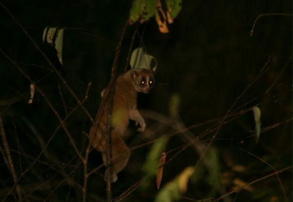 Slow Loris