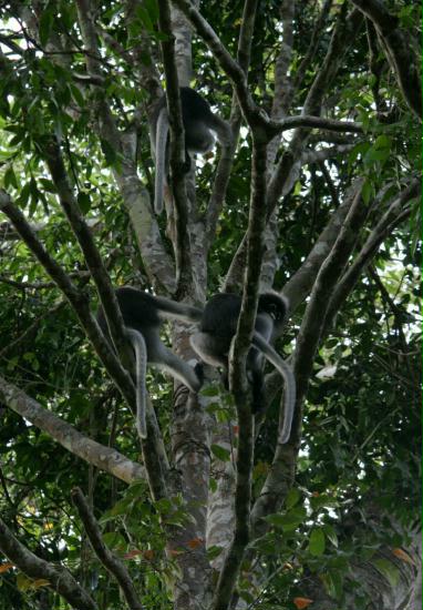 Dusky Langur