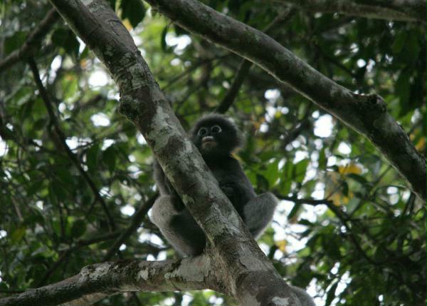 Dusky Langur