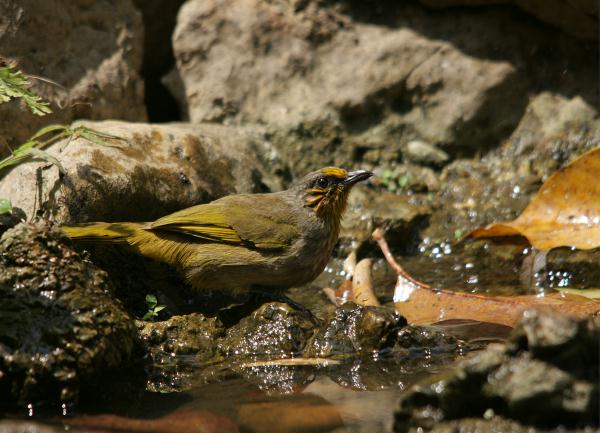 Stripe-throated Bulbul