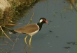 Red-wattled Lapwing