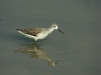Marsh Sandpiper