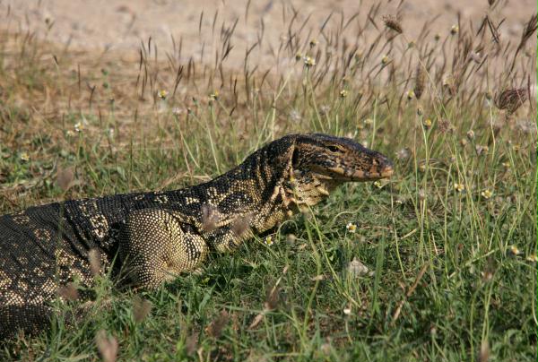 Water Monitor Lizard