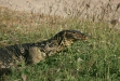 Water Monitor Lizard
