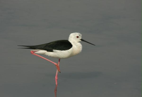 Black-winged Stilt