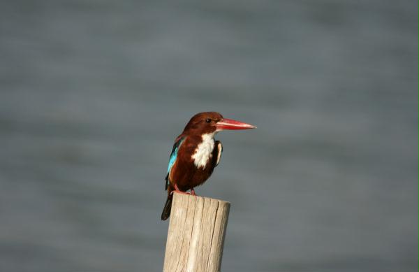 White-throated Kingfisher