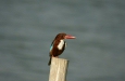 White-throated Kingfisher
