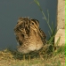Common Snipe
