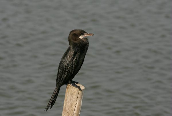 Little Cormorant