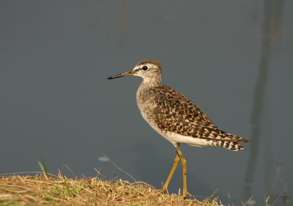 Wood Sandpiper