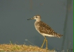 Wood Sandpiper