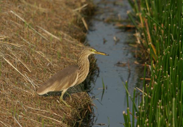 Chinese Pond Heron