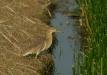Chinese Pond Heron