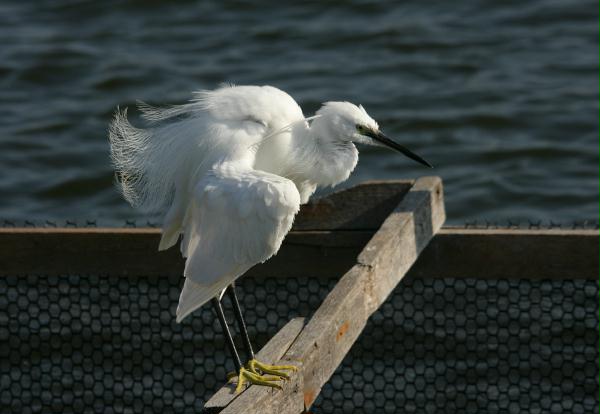 Little Egret
