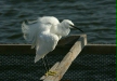 Little Egret