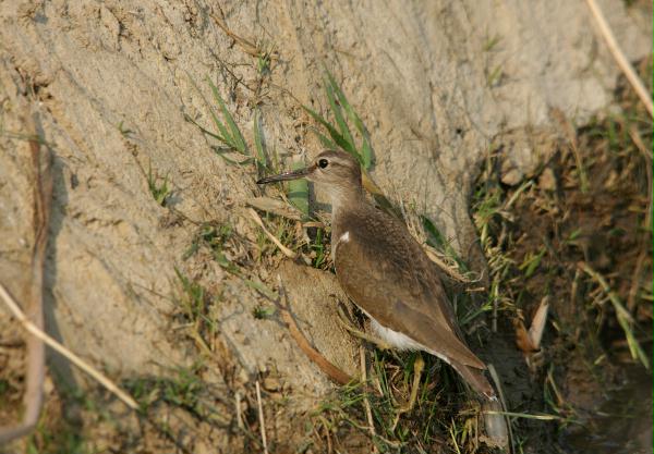 Common Sandpiper