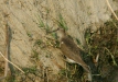 Common Sandpiper