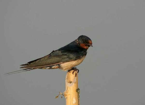 Barn Swallow