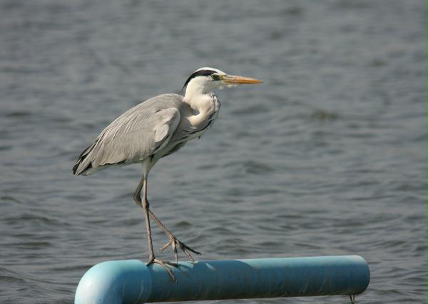 Grey Heron