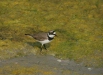 Little Ringed Plover