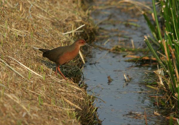 Ruddy-breasted Crake