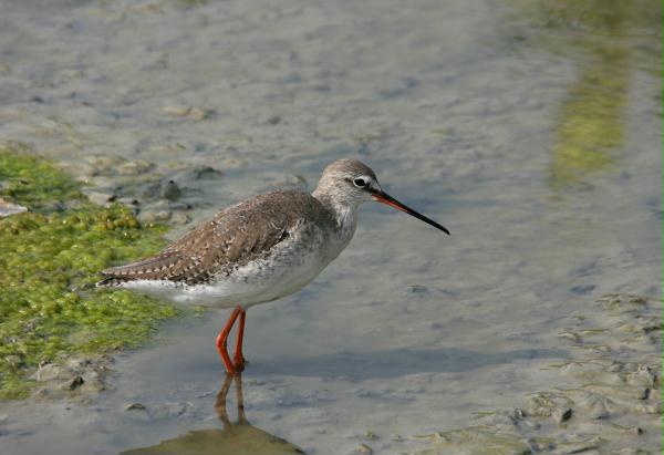 Spotted Redshank