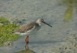 Spotted Redshank