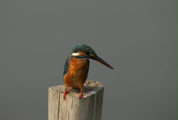 Common Kingfisher