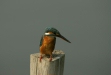 Common Kingfisher