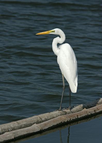 Great Egret