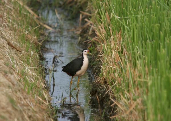 White-breasted Waterhen