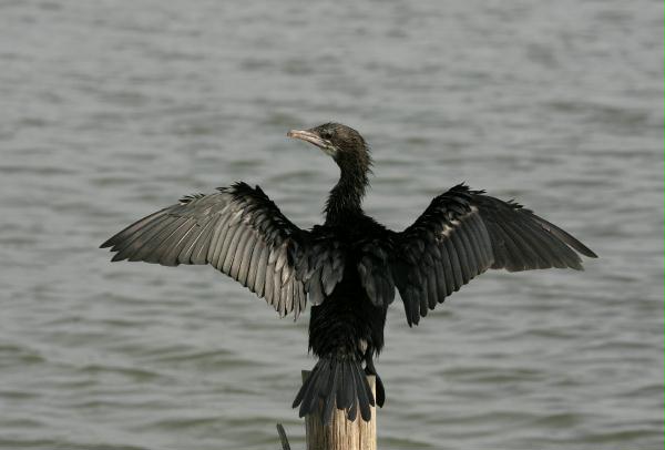 Little Cormorant