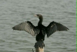 Little Cormorant