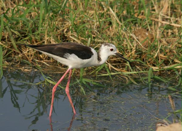 Black-winged Stilt