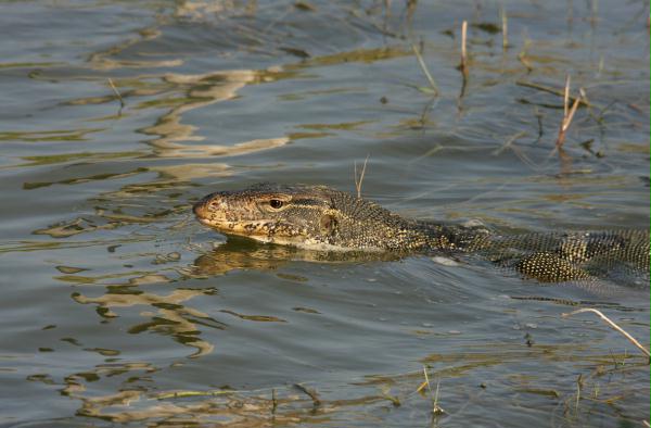 Water Monitor Lizard