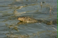 Water Monitor Lizard