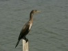 Great Cormorant