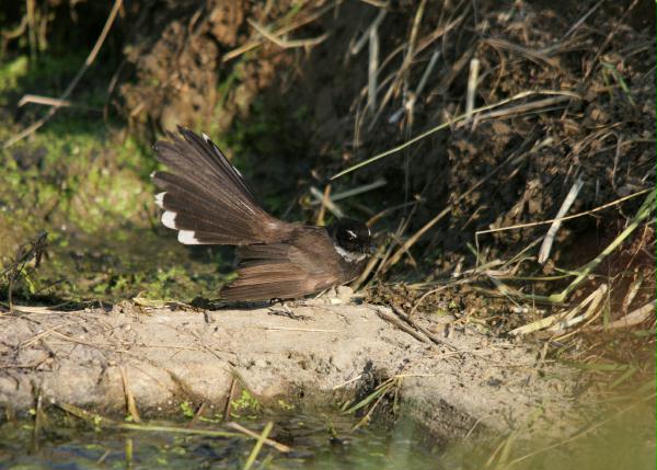 White-throated Fantail