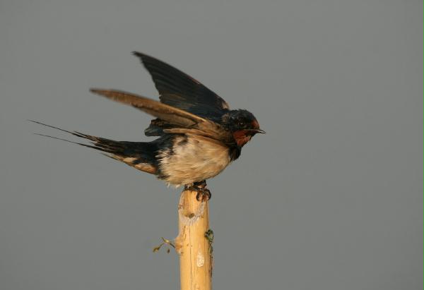 Barn Swallow