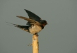 Barn Swallow