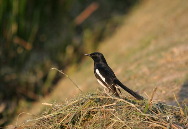 Oriental Magpie Robin