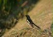 Oriental Magpie Robin