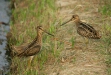 Common Snipe
