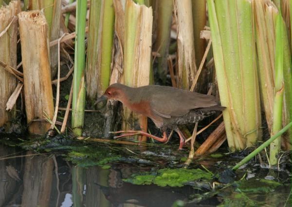 Ruddy-breasted Crake