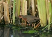 Ruddy-breasted Crake